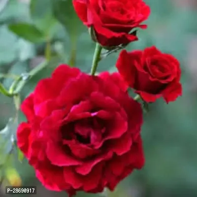 Baishnab Rose Plant ROSE PLANT B99-thumb3