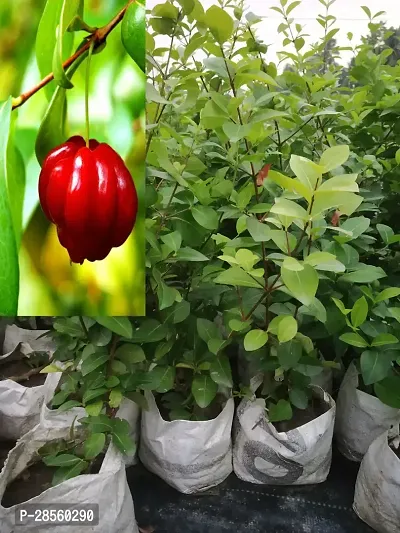 Baishnab Cherry Fruit Plant RR1 Red Cherry Fruit Tree-thumb0