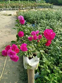 Baishnab Rose Plant s.b.green-thumb1