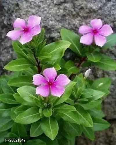 Baishnab  GET VINCA Sadabahar Plant-thumb0