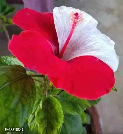 Baishnab  Live hybrid redwhite hibiscus plantLpHi