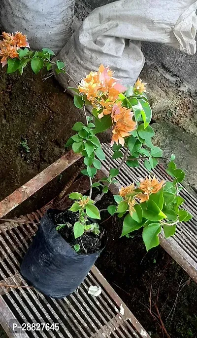 Baishnab  Bougainvillea Plant CF000199 Baugainvil