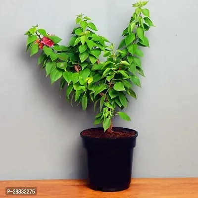 Baishnab  BOUGAINVILLEA PLANT WITH BLACK NURSERY PO-thumb0