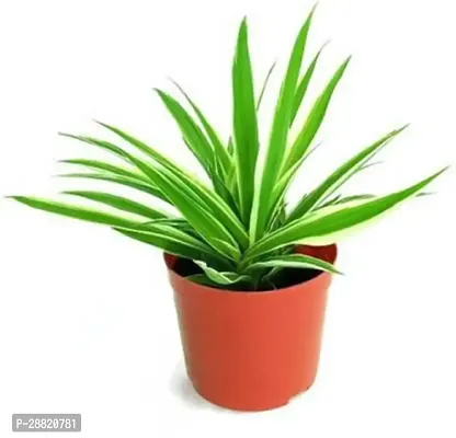 Baishnab  SP09 Spider Live Air Purifier Plant Spid-thumb0