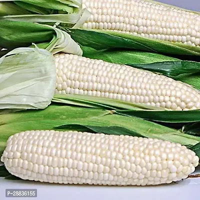 Baishnab cORN SED 40 S HYYCorn  Seeds  VXL 13240PIECE