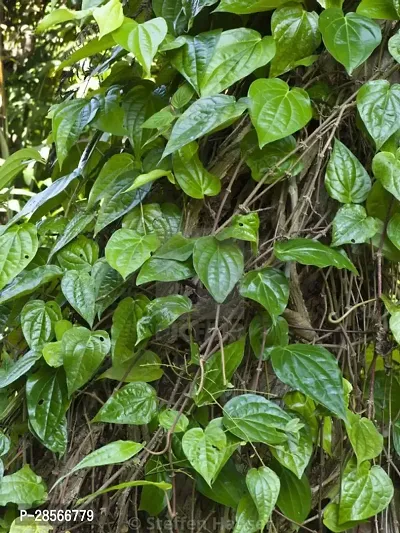 Baishnab Betel Leaf Plant raBATEL LEAF$85-thumb2