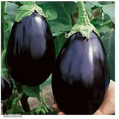 Baishnab bRINJAL SEED JHBUHP brinjal a735310PIECE-thumb0