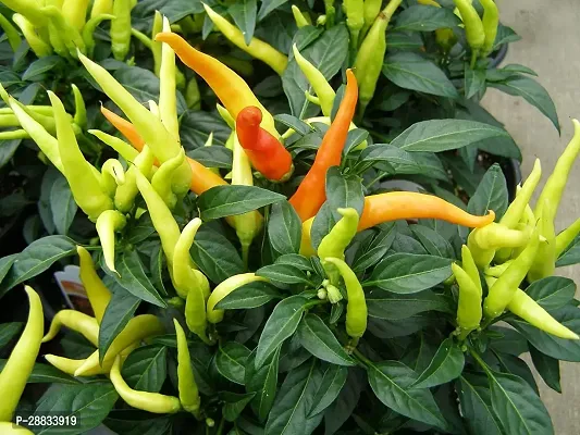 Baishnab Chilli seed 20 per packetSeeds India E Garden Ornamental Hot Chilli Organic Seeds20PIECE-thumb0