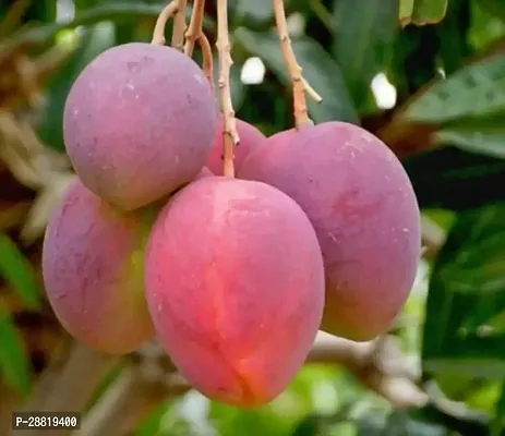 Baishnab  Kesar Mango Plant Mango Plant-thumb0