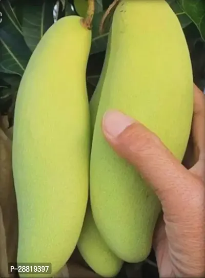 Baishnab  Hybrid Thai Banana Shaped Mango Grafted L