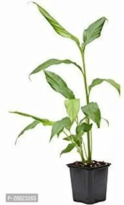 Baishnab  elachi plant 48 ElaichiCardamom Plant-thumb0