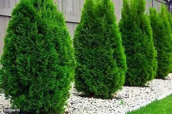 Baishnab PlatycladusMorpankhi Plant Big thuja live plant BB1-thumb2