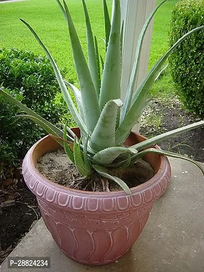 Baishnab  Aloe Vera Plant CF00082 Aloe Vera Plant-thumb0