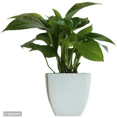 Baishnab money plant jhdj DC p6711PIECE-thumb0