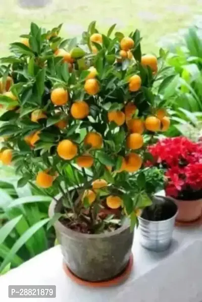 Baishnab  Orange Fruit Plant Orange Plant-thumb0