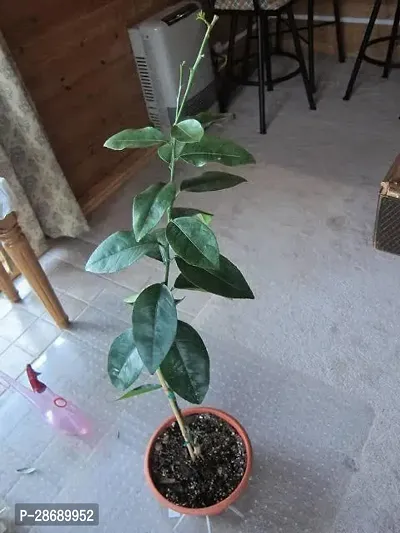 Baishnab Lemon Plant lgg111-thumb0