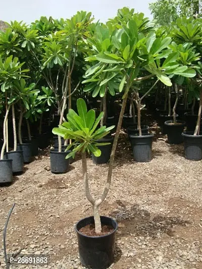 Baishnab Plumeria Plant GARDENSCART_PLUMERIA-thumb0