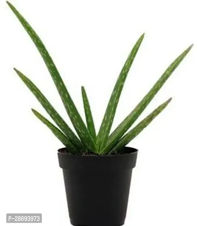 Baishnab Aloe Vera Plant ALOEVERA-thumb0