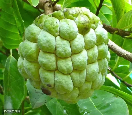 Baishnab  Cherimoya plant CFO433 Custard Apple P-thumb0