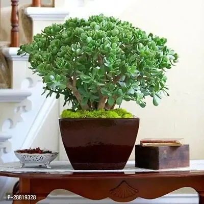 Baishnab  Crassula Plant19 Crassula Bonsai Plant-thumb0