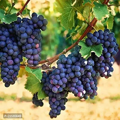 Baishnab Grape Plant GRAPES PLANT 55RP-thumb3