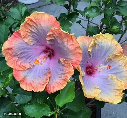 Baishnab  Hybrid Hibiscus Flower Live PlantCF368-thumb0