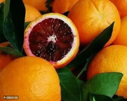 Baishnab  Blood Orange Variety Grafted Fruit Live P-thumb0