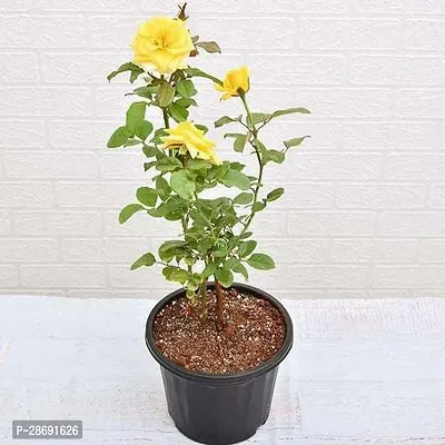 Baishnab Rose Plant YELLOW CHILD PLANT-thumb0