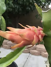 Baishnab Dragon Tree Yellow Dragon Fruit-thumb1