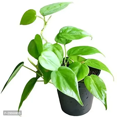 Baishnab Heart Leaf Oxycardium Plant HEART LEAF OXYCARDIUM PLANT-thumb0