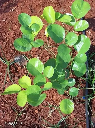 Baishnab  Live Red Sandalwood Sanders Plant  Lal C-thumb0