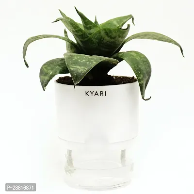 Baishnab  Sansevieria Green Air Purifier Snake Plan