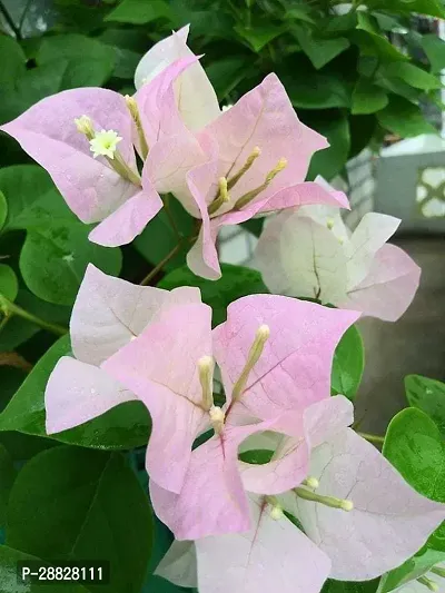 Baishnab  btt01 Bougainvillea Plant