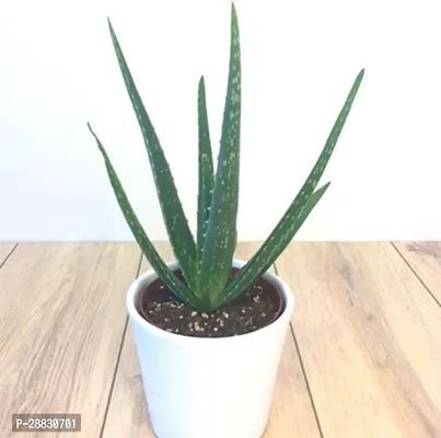 Baishnab  Hybridaloevera35 Aloe Vera Plant