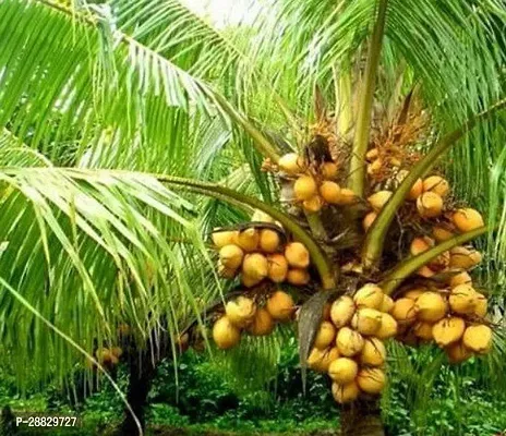 Baishnab  Premium Coconut Live Plant CF57 Coconut-thumb0