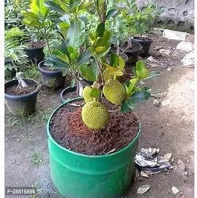 Baishnab  Jackfruit Plant00236 Jackfruit Plant