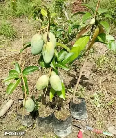 Baishnab  all time mango plant original grafted pla