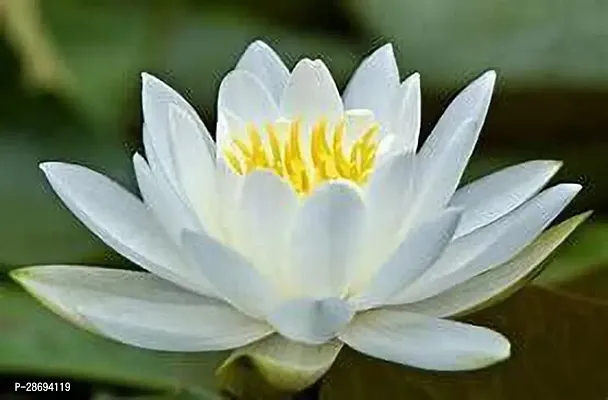 Baishnab Lily Plant White Water lily plant CVB8190-thumb0