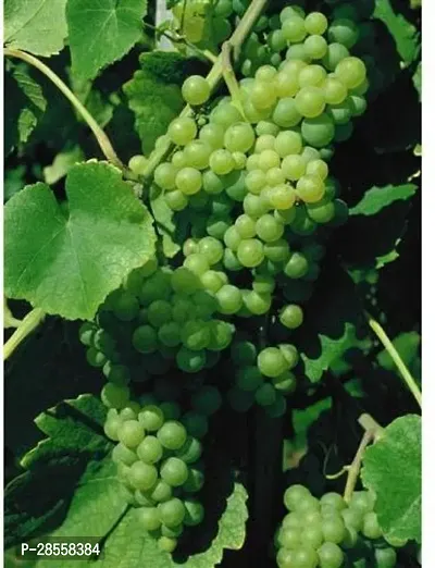 Baishnab Grapes Plant ASD-PLS-543 9-thumb0