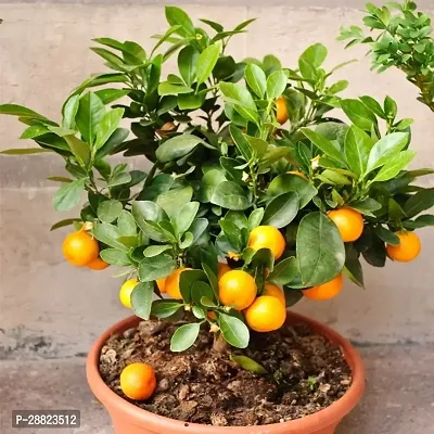 Baishnab  Live Mandarin Orange Dwarf Plant Orange P-thumb0