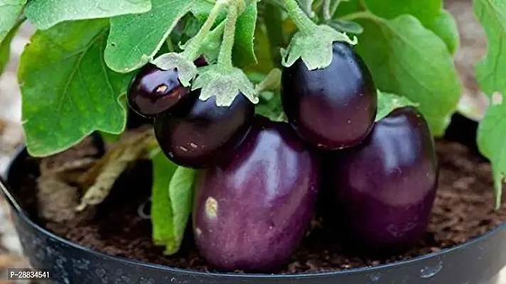 Baishnab Brinjal seed ff 20psAtoZ03720PIECE