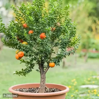 Baishnab  Live Dwarf Orange Plant Tangerine Santra-thumb0