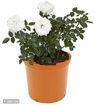 Baishnab Rose Plant Royal1 White Rose-thumb0