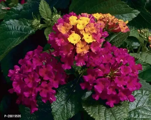 Baishnab Lantana Plant-thumb0