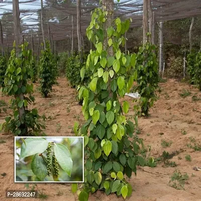 Baishnab Black Pepper Plant Black pepper plants 1-thumb0