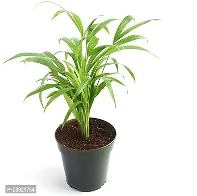 Baishnab  SQ28 Bella Palm Plant-thumb0