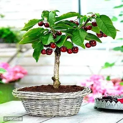 Baishnab  CX11 Cherry Fruit Plant-thumb0