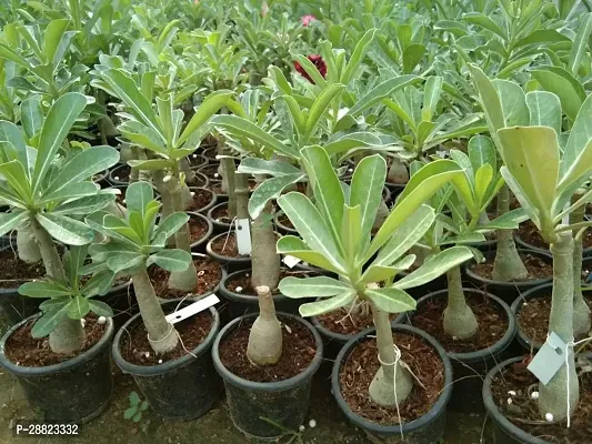 Baishnab  adenium plant 5858 Adenium Plant-thumb0