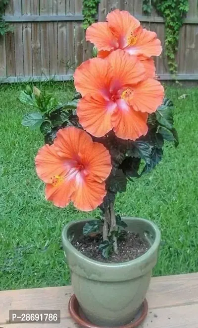 Baishnab Hibiscus Plant Hibiscus plant H5-thumb0