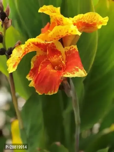 Baishnab  Canna Lily Plant15 Canna Lily Plant